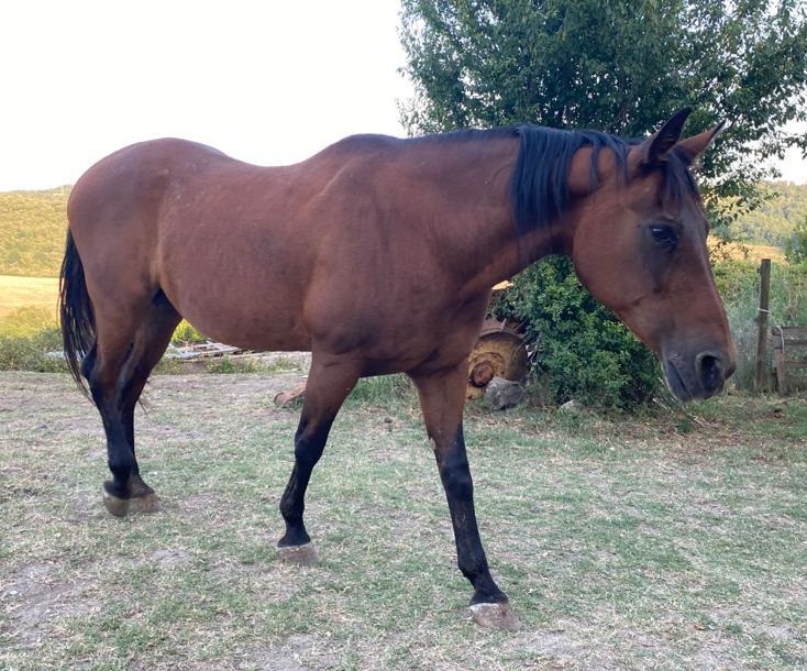 Italian Horse Protection ONLUS